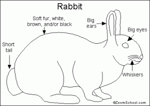 Rabbit_bw